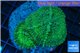 Rhodactis green big leaf 2 polyps WYSIWYG acclimaté