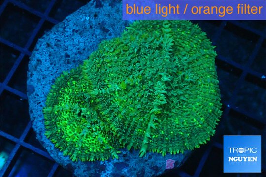 Rhodactis green big leaf 2 polyps WYSIWYG acclimaté