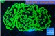Euphyllia paraancora neon green 4-8 cm WYSIWYG acclimaté