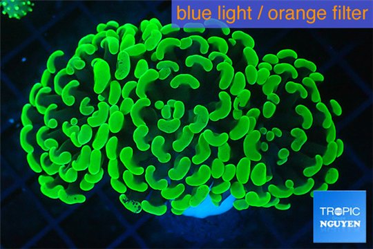 Euphyllia paraancora neon green 4-8 cm WYSIWYG acclimaté