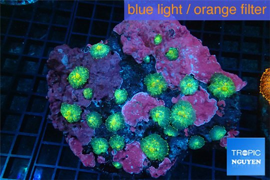 Rhodactis golden green fusion small polyps 8-14 cm WYSIWYG acclimaté
