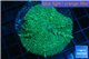 Rhodactis green big leaf 1 polyp WYSIWYG acclimaté