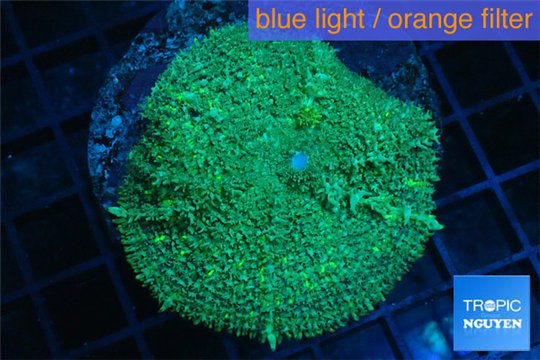 Rhodactis green big leaf 1 polyp WYSIWYG acclimaté