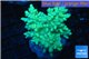 Sinularia neon green 8-14 cm WYSIWYG acclimaté
