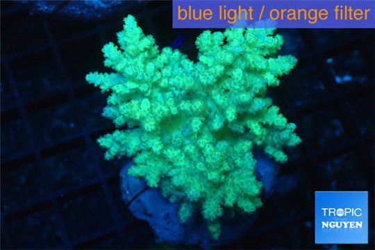 Sinularia neon green 8-14 cm WYSIWYG acclimaté