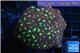 Blastomussa merletti red green 7-10 cm WYSIWYG acclimaté