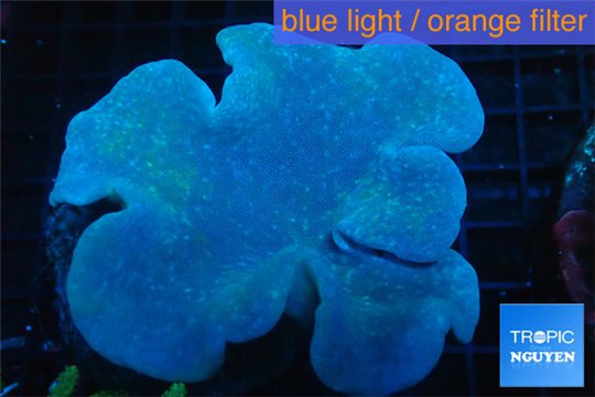 Sarcophyton long polyps 10-14 cm WYSIWYG acclimaté