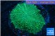 Rhodactis green big leaf 1 polyp WYSIWYG acclimaté
