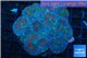 Rhodactis rainbow premium 8-12 cm WYSIWYG acclimaté