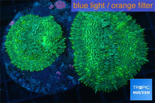 Rhodactis green big leaf 2 polyps WYSIWYG acclimaté