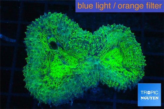 Lobophyllia neon green 5-8 cm WYSIWYG acclimaté