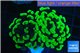 Euphyllia paraancora neon green 4-6 cm WYSIWYG acclimaté