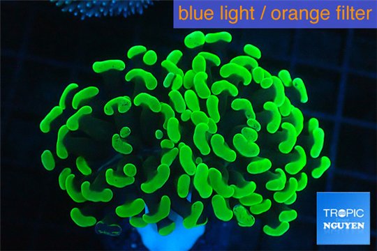 Euphyllia paraancora neon green 4-6 cm WYSIWYG acclimaté