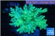 Sinularia neon green 8-14 cm WYSIWYG acclimaté