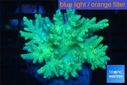 Sinularia neon green 8-14 cm WYSIWYG acclimaté