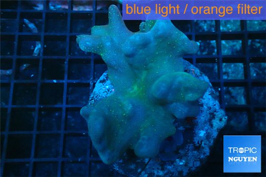Lobophytum 8-12 cm WYSIWYG acclimaté