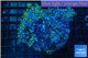Pachyclavularia neon green 8-12 cm WYSIWYG acclimaté