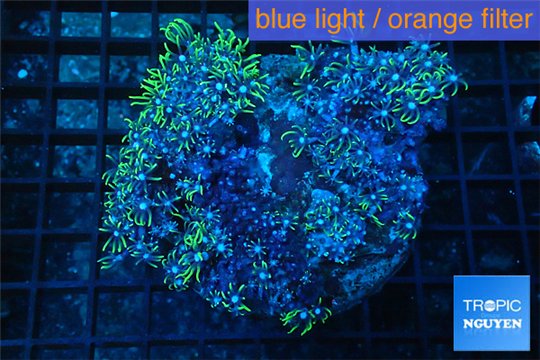 Pachyclavularia neon green 8-12 cm WYSIWYG acclimaté