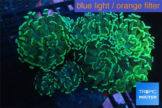 Euphyllia ancora green 7-12 cm WYSIWYG acclimaté