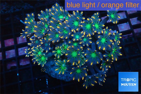 Clavularia papaya orange green 7-11 cm WYSIWYG acclimaté