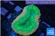 Lobophyllia green & red circle 3-5 cm WYSIWYG acclimaté