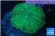 Rhodactis green big leaf 1 polyp WYSIWYG acclimaté