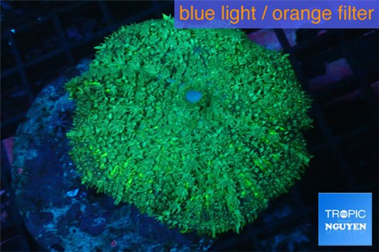 Rhodactis green big leaf 1 polyp WYSIWYG acclimaté