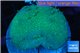Sarcophyton long polyps 7-12 cm WYSIWYG acclimaté