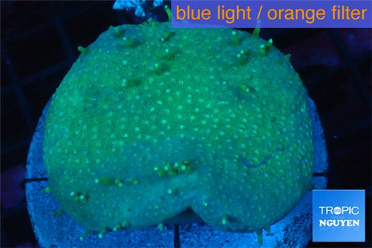 Sarcophyton long polyps 7-12 cm WYSIWYG acclimaté