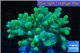 Sinularia short finger green 8-12 cm WYSIWYG acclimaté