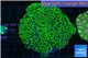Pachyclavularia neon green 8-12 cm WYSIWYG acclimaté