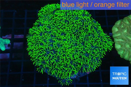 Pachyclavularia neon green 8-12 cm WYSIWYG acclimaté