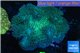 Sarcophyton long polyps 10-16 cm WYSIWYG acclimaté