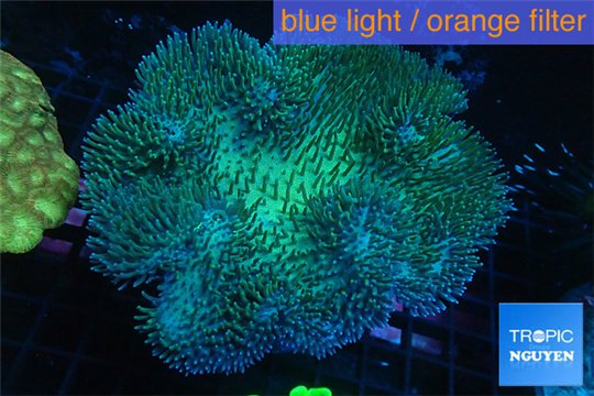 Sarcophyton long polyps 10-16 cm WYSIWYG acclimaté