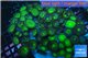 Palythoa neon green 10-16 cm WYSIWYG acclimaté