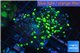 Euphyllia paraancora reverse golden green 4-7 cm WYSIWYG acclimaté