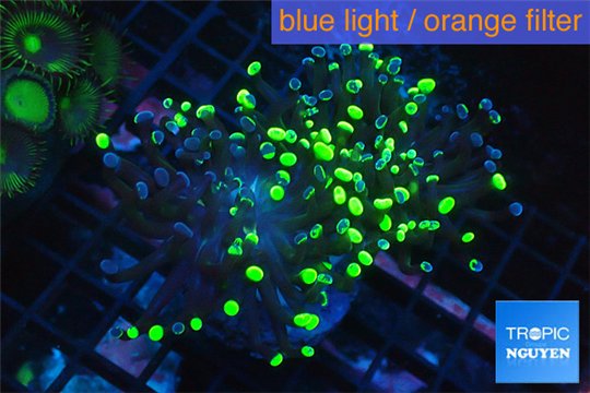 Euphyllia paraancora reverse golden green 4-7 cm WYSIWYG acclimaté
