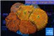 Rhodactis red blue superman 8-12 cm WYSIWYG acclimaté