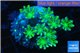 Clavularia papaya neon green + Knopia green spot 7-11 cm WYSIWYG acclimaté