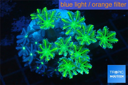 Clavularia papaya neon green + Knopia green spot 7-11 cm WYSIWYG acclimaté