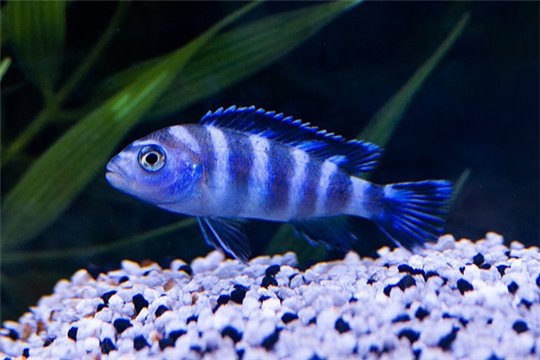 Pseudotropheus demasoni 4-5 cm