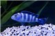 Pseudotropheus demasoni 3-4 cm