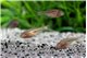 Astyanax jordani 3-3,5 cm