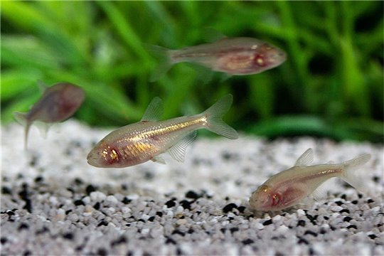 Astyanax jordani 3-3,5 cm