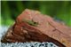 Crevette Neocaridina green pearl 1-2 cm