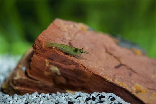 Crevette Neocaridina green pearl 1-2 cm