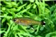Aphyocharax paraguayensis 2-2,5 cm
