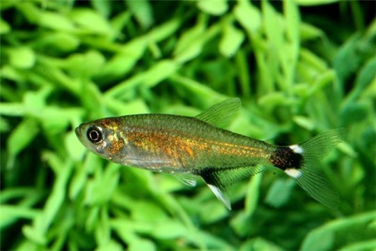 Aphyocharax paraguayensis 2-2,5 cm