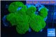 Rhodactis green 8-12 cm WYSIWYG acclimaté