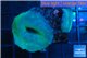 Discosoma blue 3 polyps WYSIWYG acclimaté